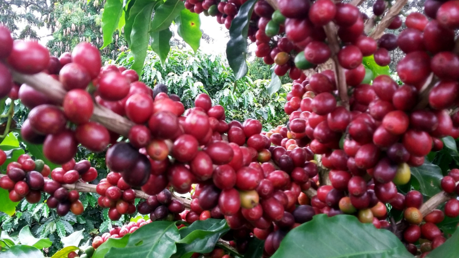 O Café do Norte Pioneiro foi o primeiro produto a obter o registro de Indicação Geográfica (IG) junto ao Instituto Nacional de Propriedade Industrial (INPI).  -  Foto:  Emater de Carlópolis