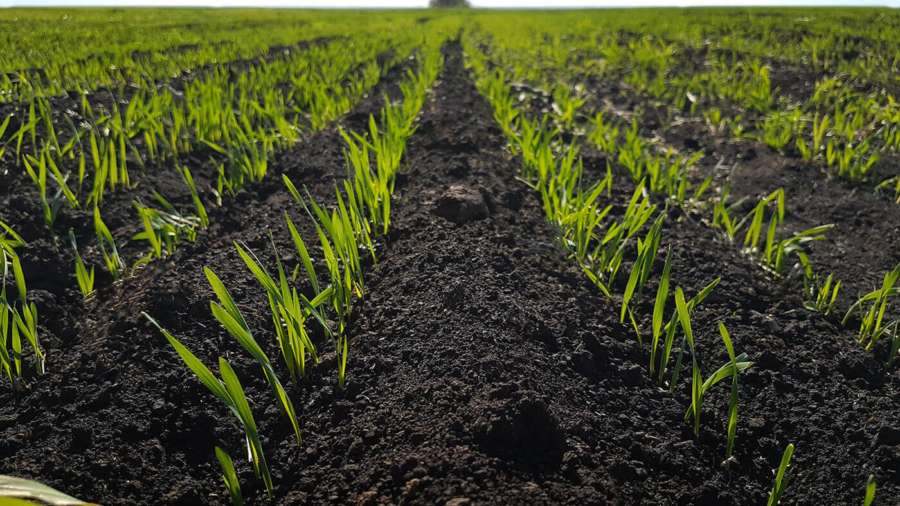 sprout-wheat-field-black-earth-green-grass-young-green-wheat-seedlings-growing-soil-closeup