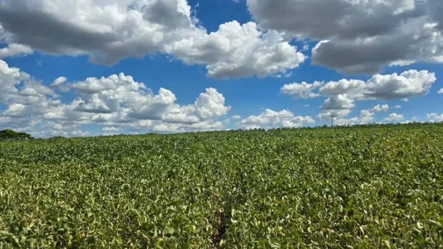 Estiagem-lavoura-SP-1140x570_Easy-Resize.com_