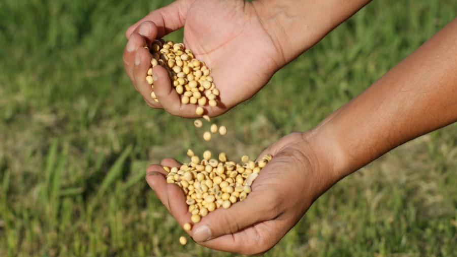 BRandt-maos-segurando-graos-soja-Producao-agricola-avanca-500-em-quatro-decadas-Area-plantada-aumenta-somente-64-foto-divulgacao