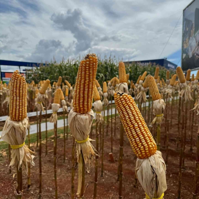 Foto Show Rural