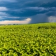 Image of rain-laden clouds arriving over a large soy plantation in southern Brazil. Agriculture and grain commodities for export. Agricultural production fields. Storm.