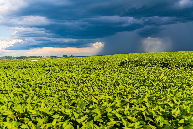 Image of rain-laden clouds arriving over a large soy plantation in southern Brazil. Agriculture and grain commodities for export. Agricultural production fields. Storm.