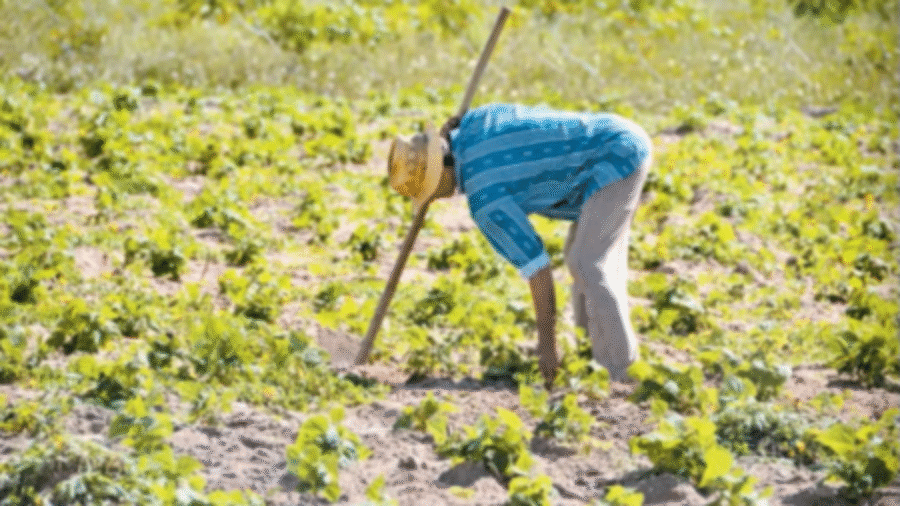 ipa-rural.png