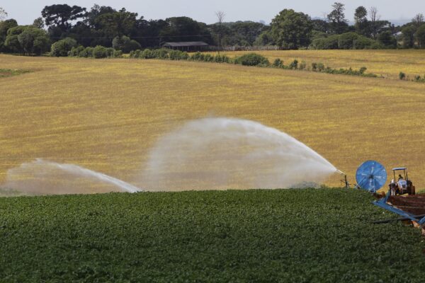 Produtores paranaenses iniciam plantio da safra de verão pelo milho e batata