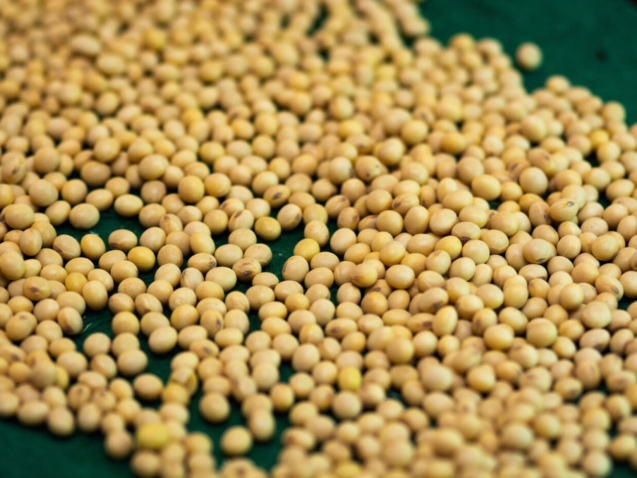 soja_sementeMenor