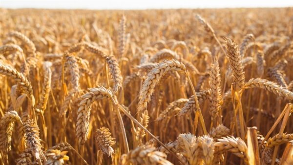 Chuvas no Paraná ameaçam trigo e pressionam mercado brasileiro, aponta Cepea