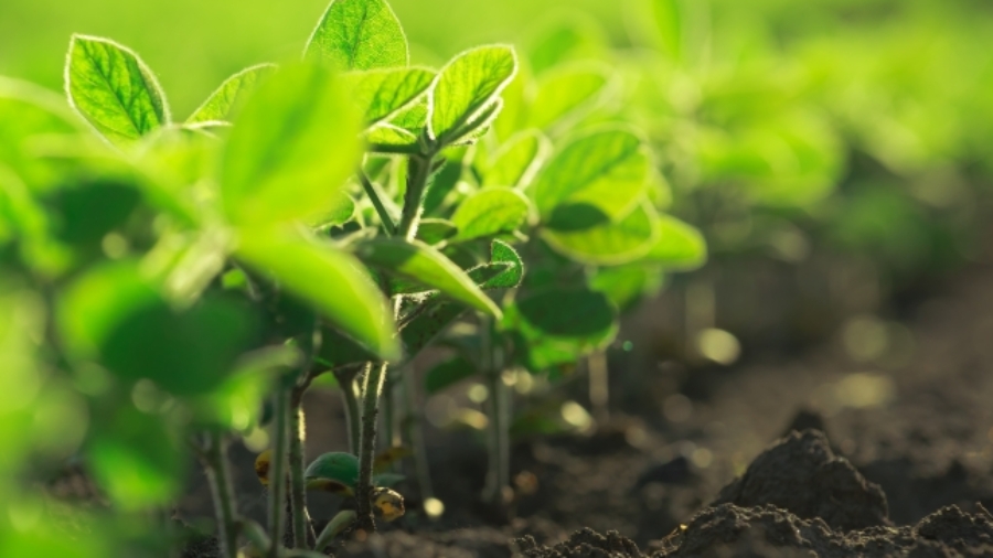 iStock-537432292-(1)