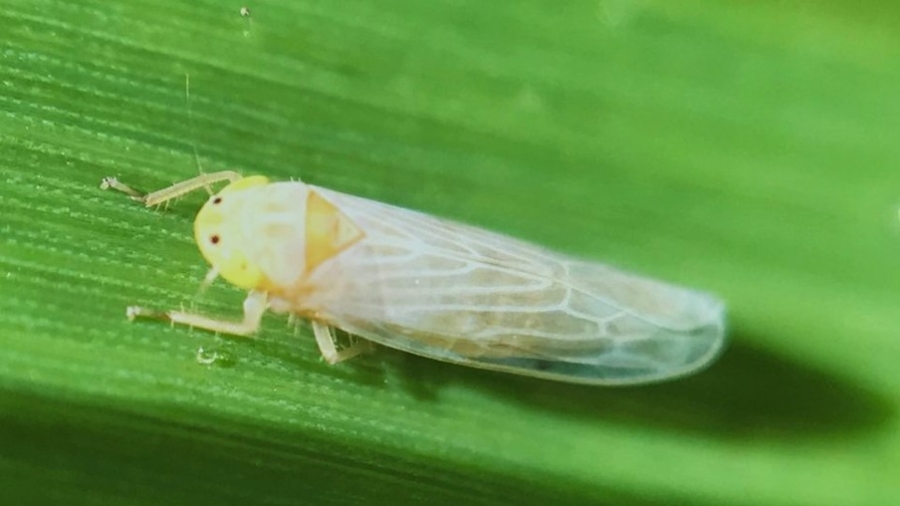 cigarrinha-do-milho