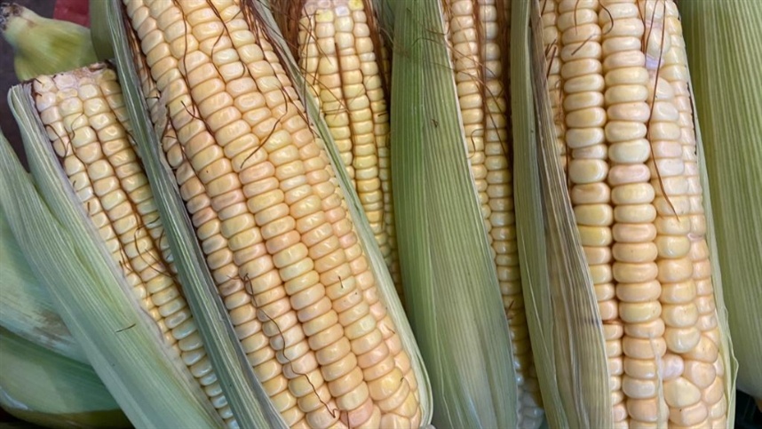 6a2230b7fc794104884b0f25f282975d_858x483