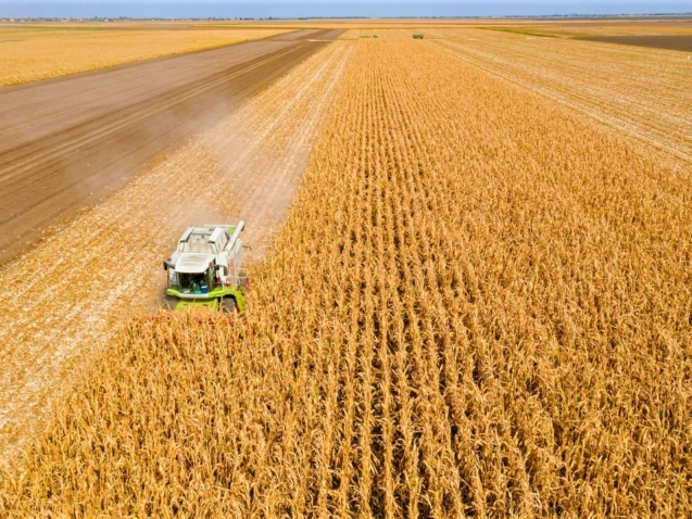 colheita-milho-21-21-5