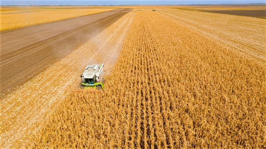 colheita-milho-21-21-5