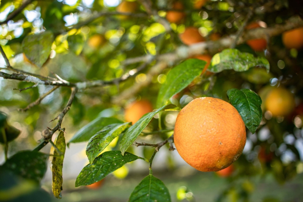 GREENING 04 - Foto Roberto Dziura Jr - AEN