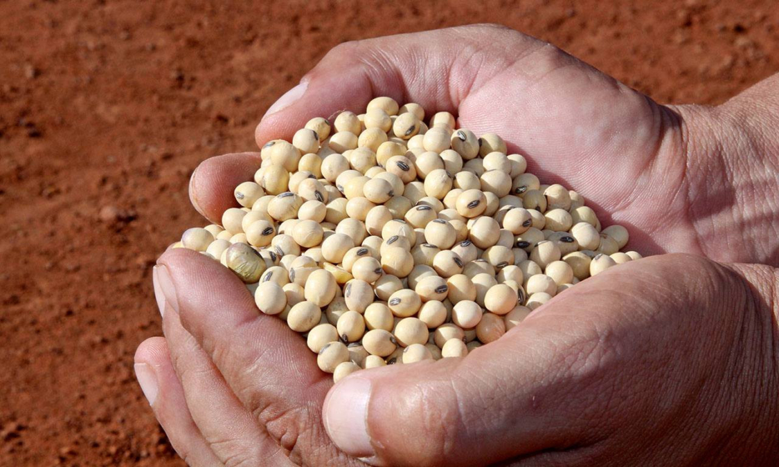 SEMENTES - Foto_ Fabiola Dias _ Adapec