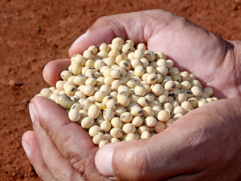 SEMENTES - Foto_ Fabiola Dias _ Adapec