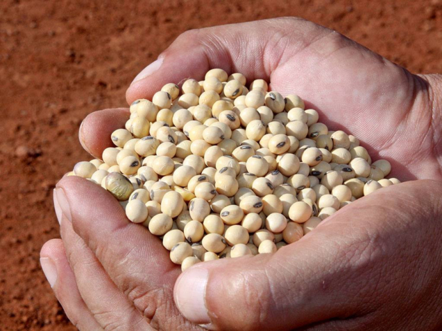 SEMENTES - Foto_ Fabiola Dias _ Adapec