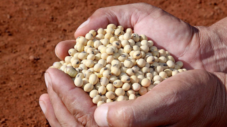 SEMENTES - Foto_ Fabiola Dias _ Adapec