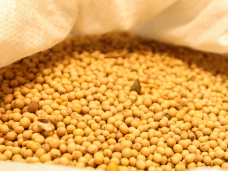 Soja.   Curitiba, 26/06/2019 -  Foto: Geraldo Bubniak/ANPr