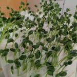 Design sem nome (35)