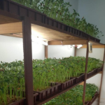 Design sem nome (36)