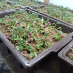 Design sem nome (37)